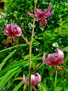 photoverconature - FLEURS