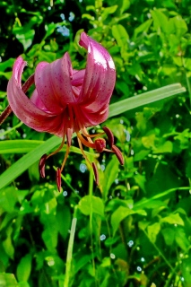 photoverconature - FLEURS