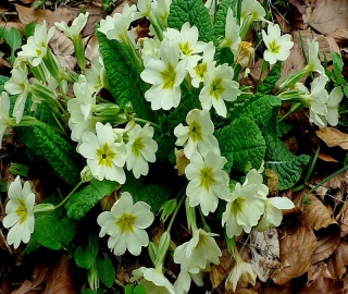 photoverconature - FLEURS
