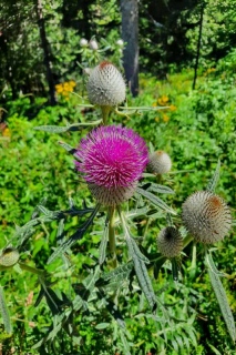 photoverconature - FLEURS