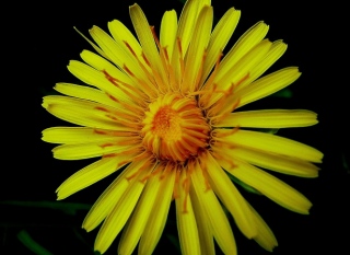 photoverconature - FLEURS
