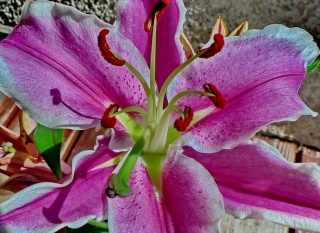photoverconature - FLEURS