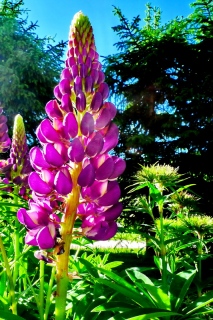 photoverconature - FLEURS