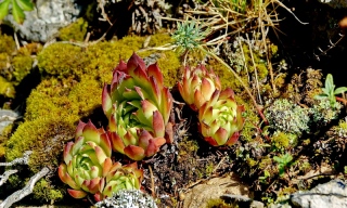 photoverconature - FLEURS