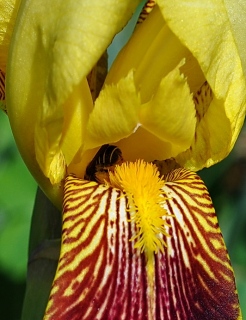 photoverconature - FLEURS