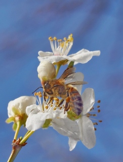 photoverconature - FLEURS