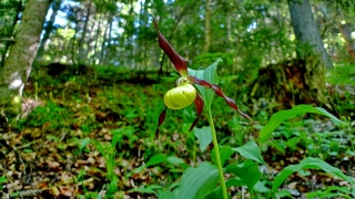 photoverconature - FLEURS