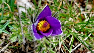 photoverconature - FLEURS