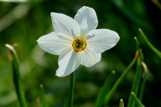 photoverconature - FLEURS