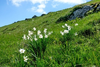 photoverconature - FLEURS