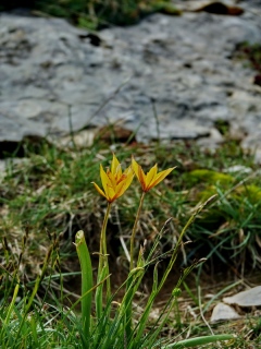 photoverconature - FLEURS