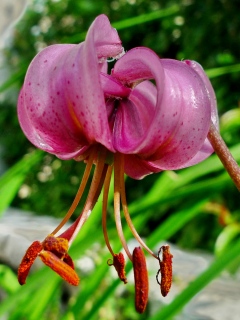 photoverconature - FLEURS