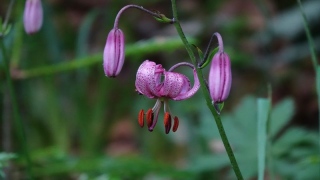 photoverconature - FLEURS
