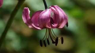photoverconature - FLEURS