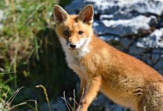 photoverconature - RENARDS