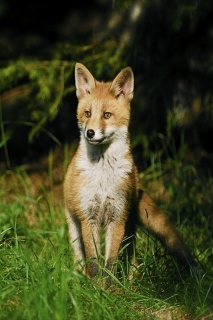photoverconature - RENARDS