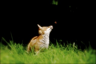photoverconature - RENARDS