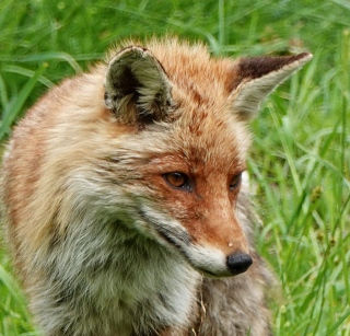 photoverconature - RENARDS