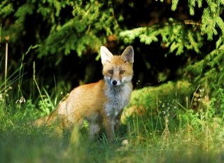 photoverconature - RENARDS