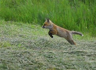 photoverconature - RENARDS