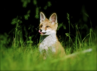 photoverconature - RENARDS