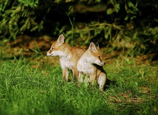 photoverconature - RENARDS