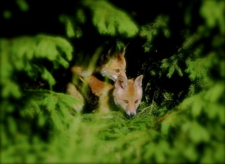 photoverconature - RENARDS