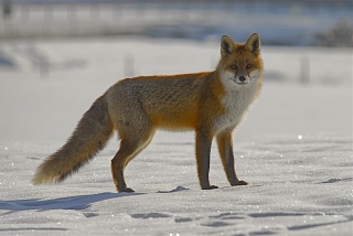 photoverconature - RENARDS