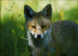 photoverconature - RENARDS