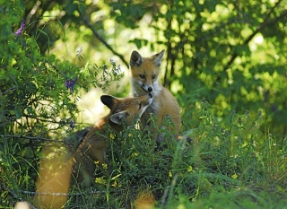 photoverconature - RENARDS