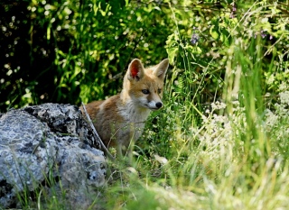photoverconature - RENARDS