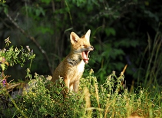 photoverconature - RENARDS