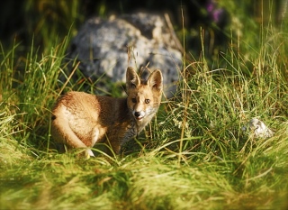 photoverconature - RENARDS