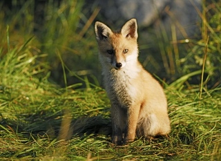 photoverconature - RENARDS