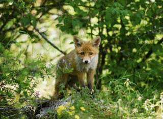 photoverconature - RENARDS