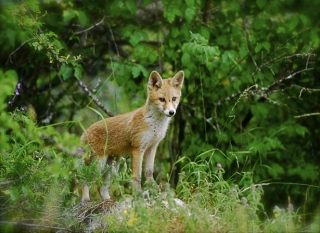 photoverconature - RENARDS