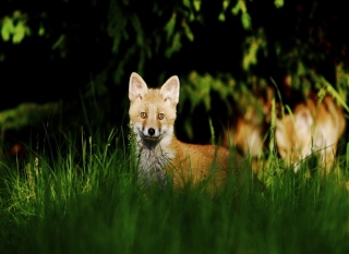 photoverconature - RENARDS