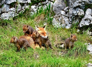 photoverconature - RENARDS
