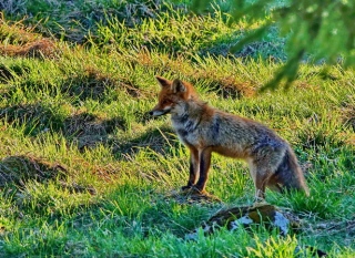 photoverconature - RENARDS