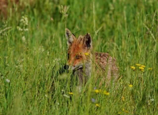 photoverconature - RENARDS