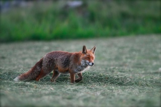 photoverconature - RENARDS