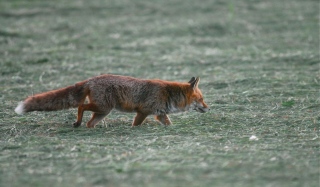 photoverconature - RENARDS
