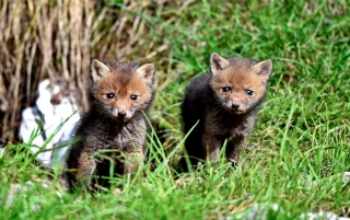 photoverconature - RENARDS