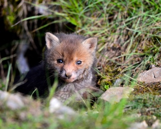 photoverconature - RENARDS