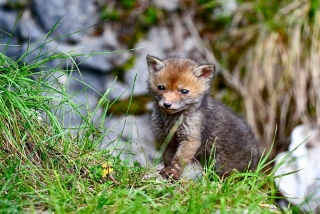 photoverconature - RENARDS