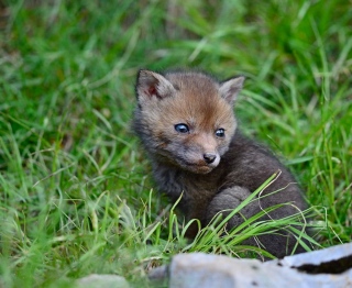 photoverconature - RENARDS