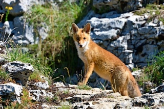 photoverconature - RENARDS