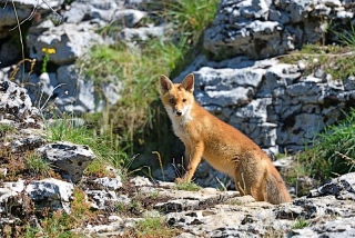 photoverconature - RENARDS