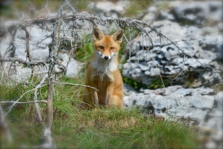 photoverconature - RENARDS