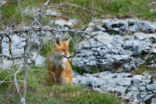 photoverconature - RENARDS